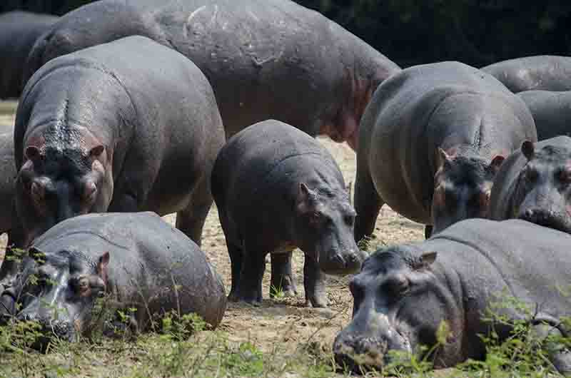 102 - Hipopotamos - parque nacional Queen Elizabeth - Uganda